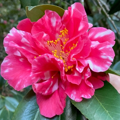 Babe Harrison Variegated
